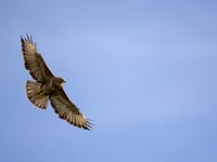 Charity asks for help in surveying the island's buzzard population