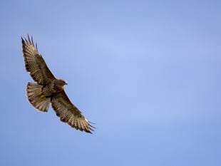 Charity asks for help in surveying the island's buzzard population