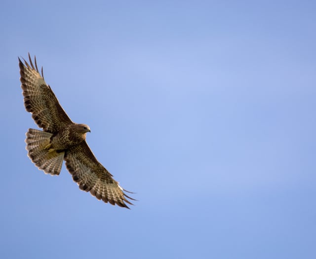Charity asks for help in surveying the island's buzzard population