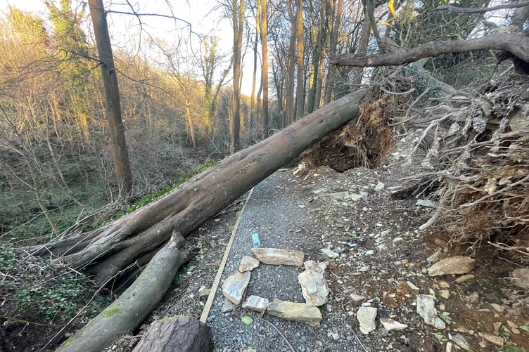 Storm damage at Molly Quirk's Glen in Onchan