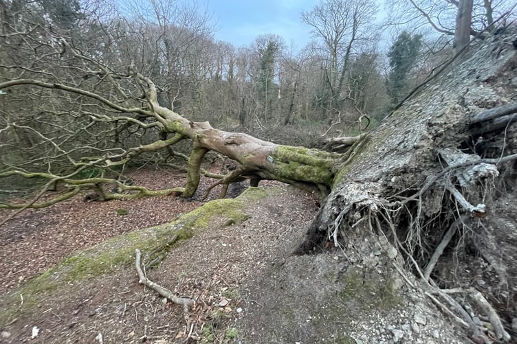 Storm damage at Molly Quirk's Glen in Onchan