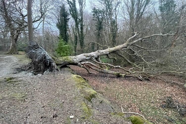 Storm damage at Molly Quirk's Glen in Onchan