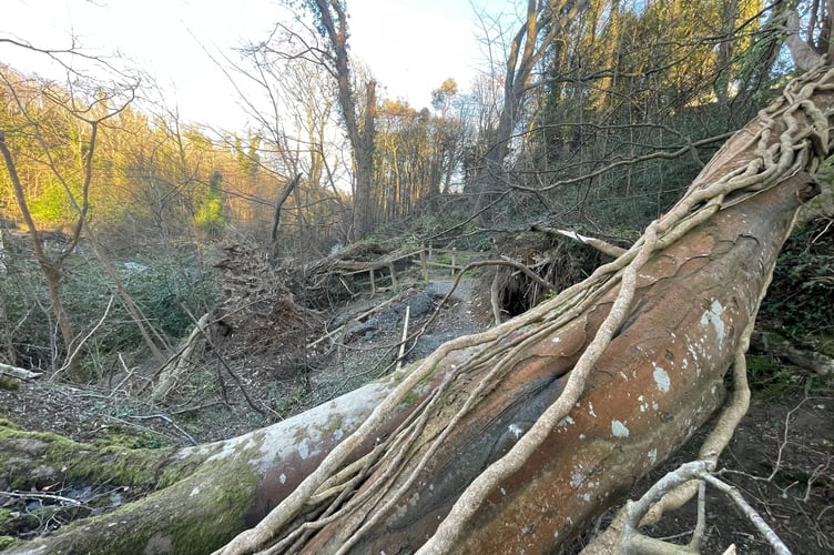 Storm damage at Molly Quirk's Glen in Onchan