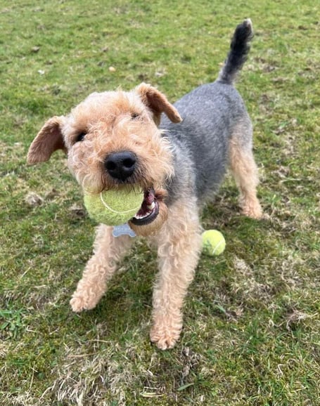 Hamish the spirited terrier