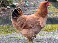 Fourth Manx Bard pens poem in plea to bring missing hen home