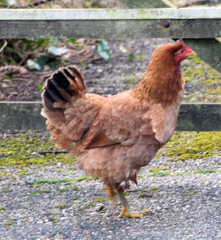 A neighbour reported seeing Henrietta being ‘rescued’ by someone who regularly feeds feral chickens.