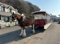Watch as historic horse trams return to promenade for the new season