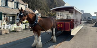 Watch as historic horse trams return to promenade for the new season