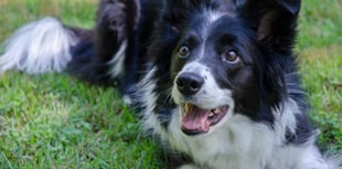 Man handed court order after his dog bit child in the face