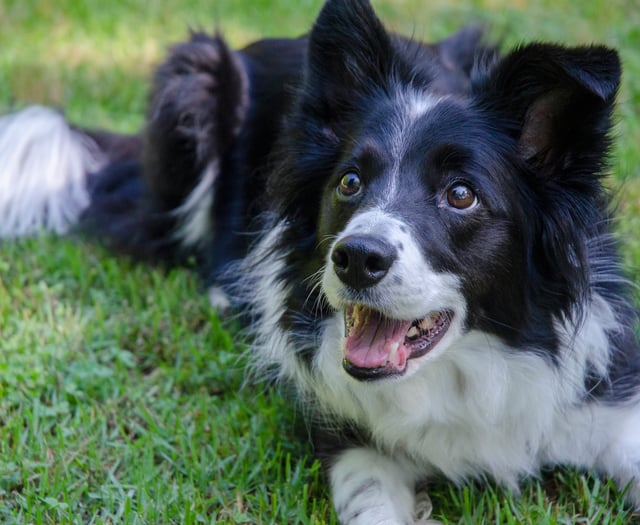 Man handed court order after his dog bit child in the face