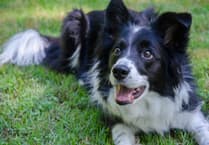Man handed court order after his dog bit child in the face