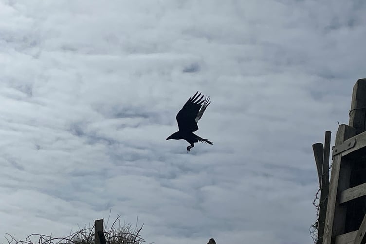 A raven in full flight during a coastal walk from Port Grenaugh to Santon Gorge