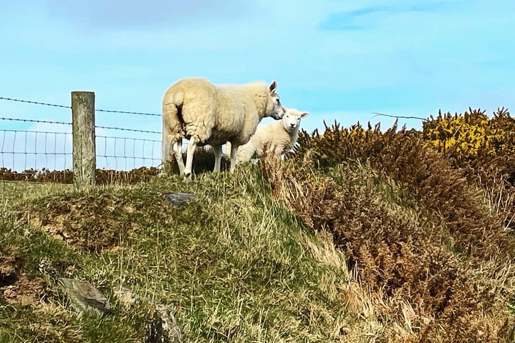 A close encounter with a sheep and her lamb on the coastal path to Santon Gorge