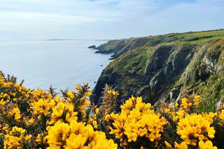Gorse in full bloom during a walk to Santon Gorge