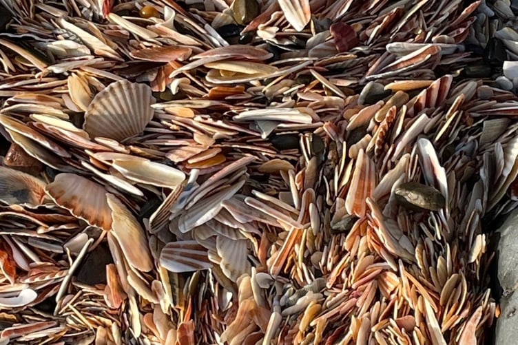 Scallop shells on Fenella beach