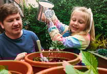 The lazy gardener’s guide to a thriving backyard jungle