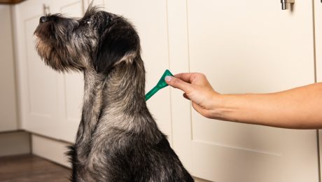 Flea treatment being applied to a dog