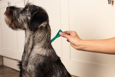 Flea treatment being applied to a dog