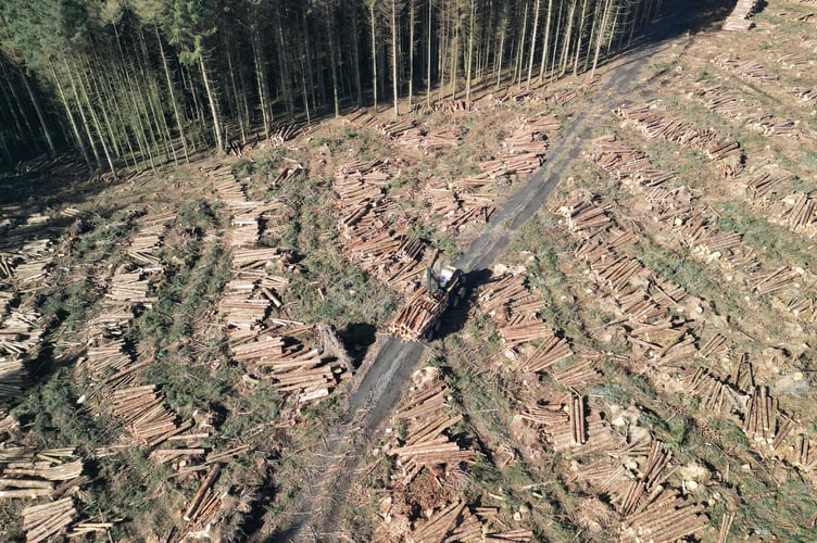 Timber harvesting operations at Archallagan Plantation are continuing as part of efforts to remove storm-damaged trees and make the area safe