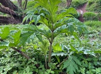 Government issues reminder about danger of invasive plant species