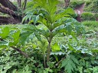 Government issues reminder about danger of invasive plant species