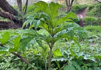 Isle of Man Government issues reminder about danger of invasive plant species