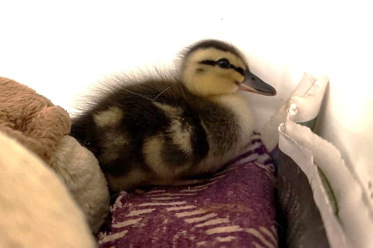 The first duckling of the season arrived last week at the MSPCA