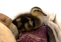 MSPCA column: 'Baby bird season' has started