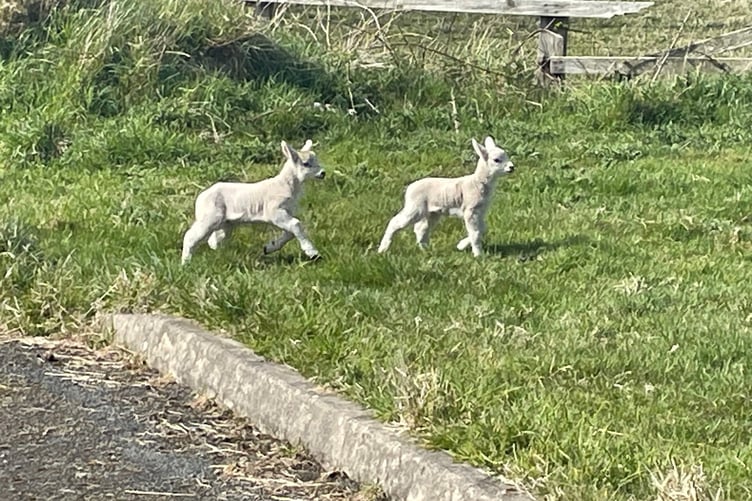 Two lambs in the Isle of Man