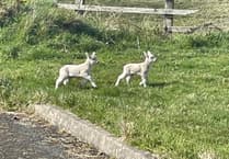 Police investigate dog attack which left sheep dead and two lambs orphaned