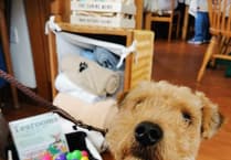 MSPCA column: UK survey shows nearly one in 500 dogs on anti-depressants