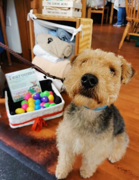 Hamish the Lakeland terrier visiting the MSPCA tearooms in Foxdale