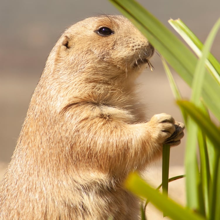 A prairie dog at Curragh's Wildlife Park
