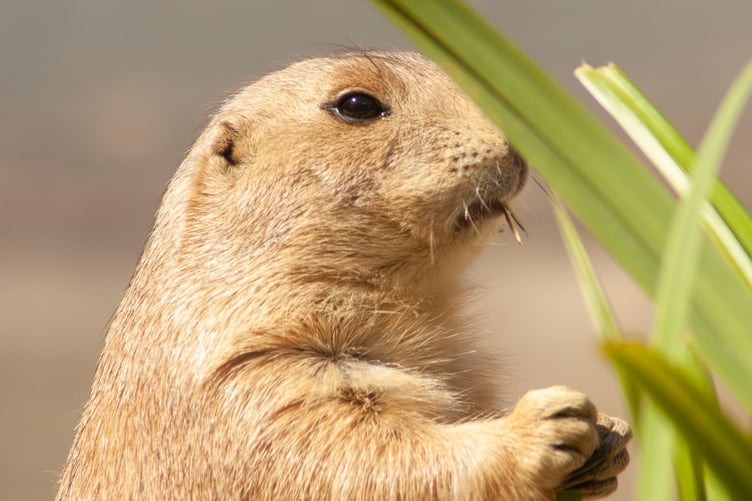 A prairie dog at Curragh's Wildlife Park