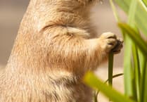 Last prairie dog put to sleep at Curragh's Wildlife Park