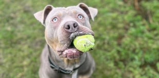 'A dog paid the ultimate price for human error' 