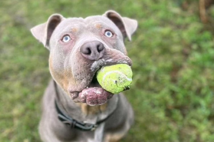 Manx SPCA has shared a touching tribute to XL Bully Charlie