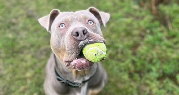 Manx SPCA has shared a touching tribute to XL Bully Charlie