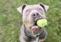 'A dog paid the ultimate price for human error'
