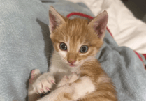 Family 'in right place at right time' when they found abandoned kitten in car engine