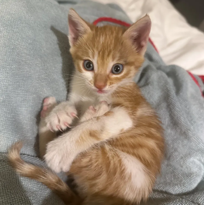 Ginge the cat, which was found stranded in Tunisia
