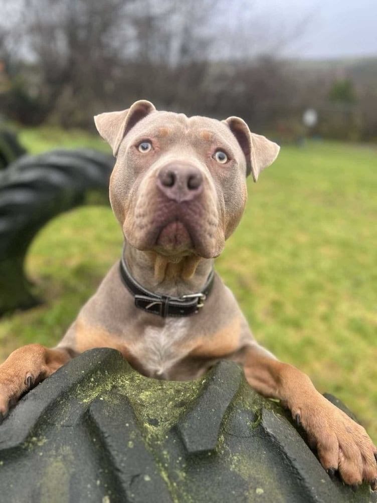 Charlie the American XL bully type was euthanised last week