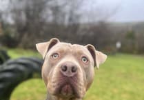 ‘Charlie’s story must serve as a warning to all potential dog owners'
