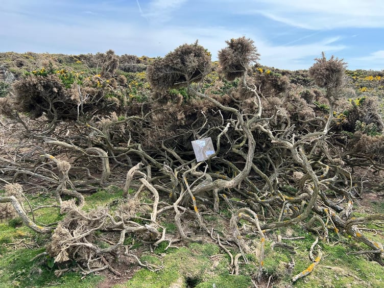 One of the book parcels hidden between branches at Langness
