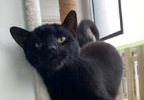 MSPCA column: Tips for introducing a new cat to your home