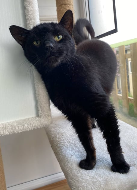 Oreo the cat is available for adoption