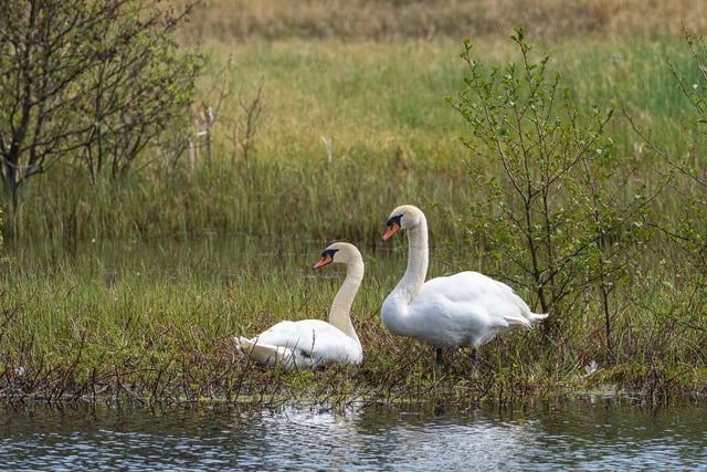 A pair of mute swans