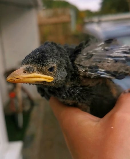 A jackdaw nestling 