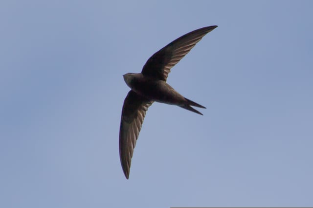 Farmhill declared vital swift conservation area 