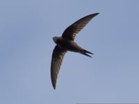 Farmhill declared vital swift conservation area 